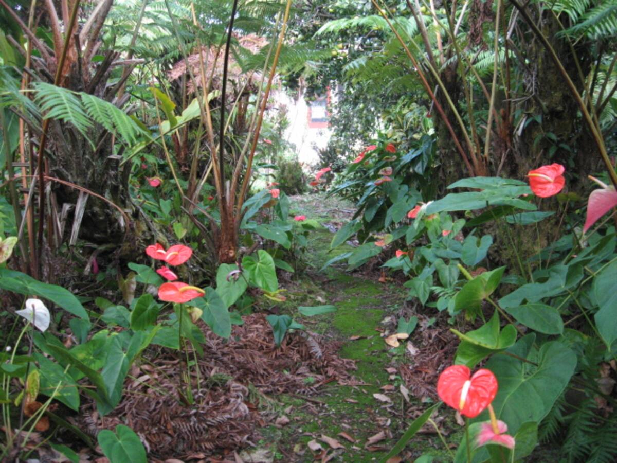 Tropical garden path with red anthurium flowers leading to cottage